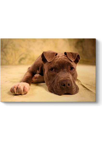 Yavru Pitbull Tablosu