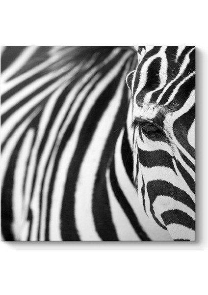 Zebra Tablosu