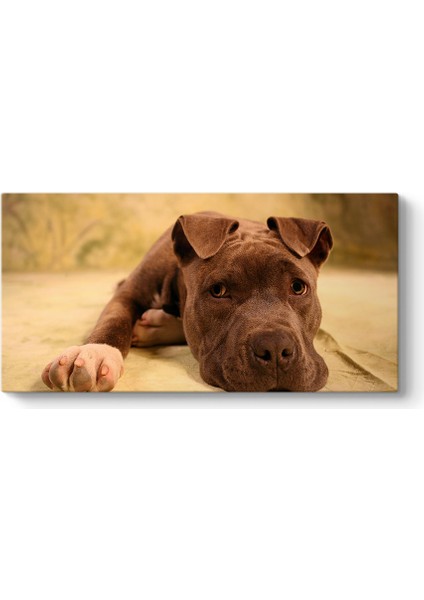 Yavru Pitbull Tablosu