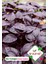 Mor Fesleğen - Mor Reyhan (Ocimum Basilicum) Çiçek Tohumu 100 Adet 1