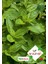 Nane (Mentha) Çiçek Tohumu 100 Adet 1