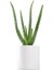 Aloe Vera Bitkisi Beyaz Dekoratif Saksılı 1