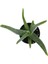 Aloe Vera Bitkisi Beyaz Dekoratif Saksılı 2