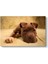 Yavru Pitbull Tablosu 1