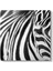 Zebra Tablosu 1