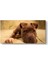 Yavru Pitbull Tablosu 1