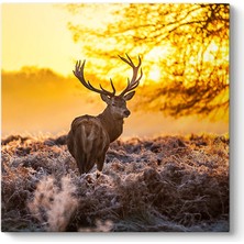 Tabloshop Geyik Tablosu