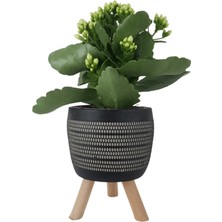 Online Botanik Siyah Damla Saksıda Beyaz Kalanchoe