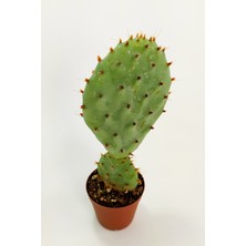 Toptan Kaktüs Opuntia Santarita Nadide Kaktüs Tekli Kaktüs Özel Tür Kaktüs 5.5 cm Saksıda