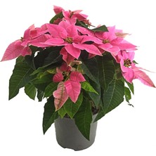Palmiye Ponsetya Açık Pembe - Atatürk Çiçeği (12 cm Saksıda)
