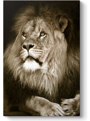 Tabloshop Aslan Tablosu