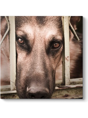 Tabloshop Kurt Köpeği Tablosu