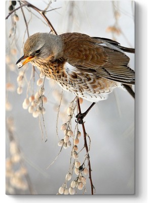 Tabloshop Serçe Kuşu Tablosu