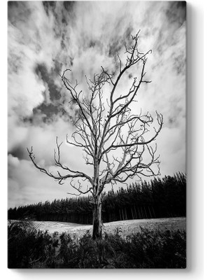 Tabloshop Siyah Beyaz Kuru Ağaç Tablosu