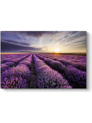 Tabloshop Fantastik Lavanta Tarlası Tablosu