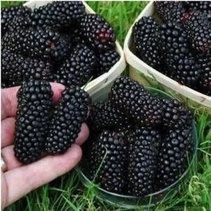 Tüplü Yediveren Siyah Avustralya DUT(20-40CM)