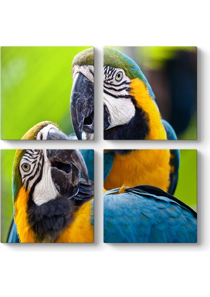 Renkli Papağanlar Tablosu