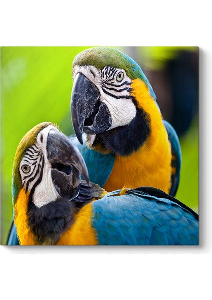 Renkli Papağanlar Tablosu