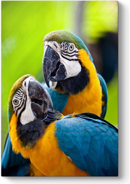 Renkli Papağanlar Tablosu