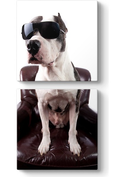 Gözlüklü Pitbull Tablosu