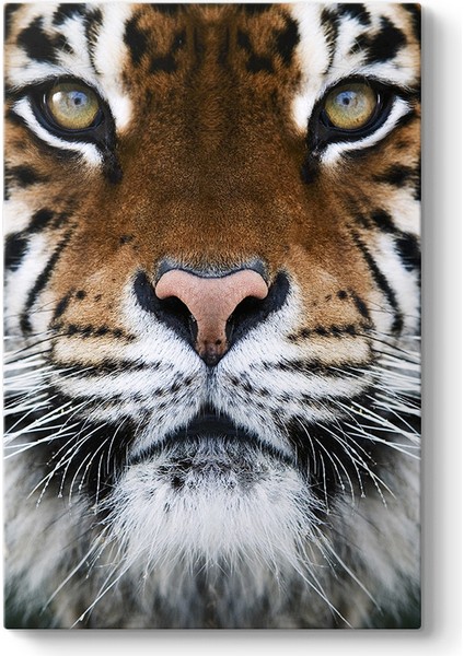 Kaplan Yüzü Tablosu