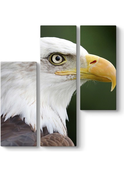 Kel Kartal Kanvas Tablo