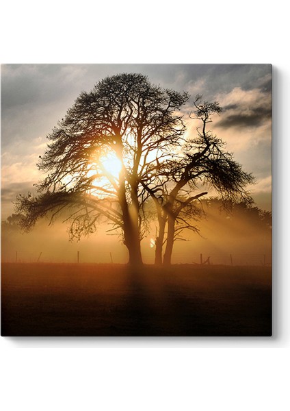 Ağaç ve Güneş Tablosu