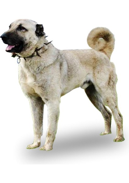 Köpek Boyun Tasması Küçük Boy 3cm x 60CM U Çivili Kangal Kurt Tasması Kayış Ayarlanabilir Dokuma