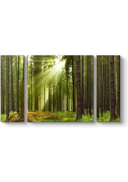 Çam Ağaçları Tablosu