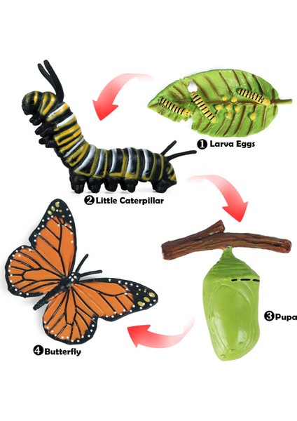 Blesiya Kelebek Büyüme Yaşam Döngüsü Çocuk Okul Öncesi Öğrenme Biyoloji Oyuncaklar Rol Oyna (Yurt Dışından)