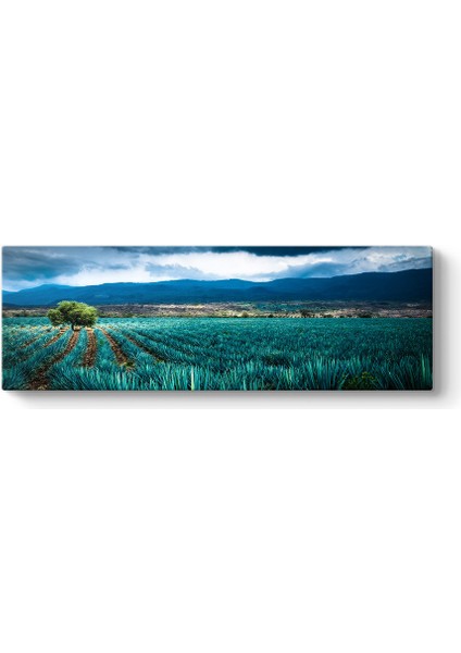 Agave Tarlası Tablosu