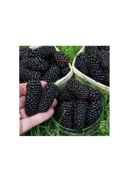 Tüplü Yediveren Siyah Avustralya DUT(20-40CM)