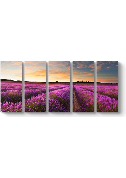 Fransa Lavanta Tarlası Tablosu