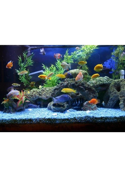 Doğal Deniz Taşı 5-7cm Aralığında 1 kg Teraryum Akvaryum Çiçek Süsleme indirimleri
