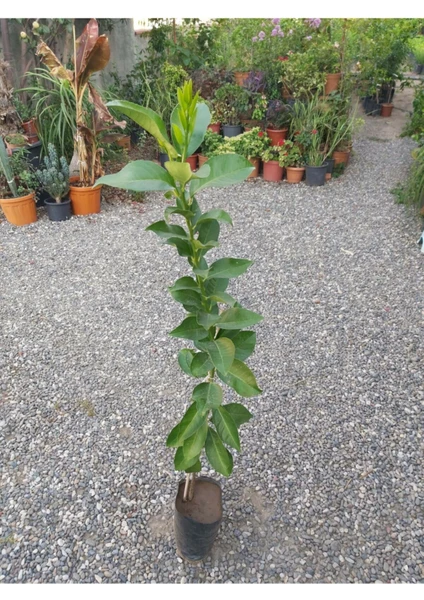 Köyceğiz Bitki Dünyası Aşılı Limon Fidanı (Yediveren Limon)