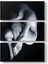 In The Womb Tablosu 1