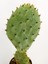 Toptan Kaktüs Opuntia Santarita Nadide Kaktüs Tekli Kaktüs Özel Tür Kaktüs 5.5 cm Saksıda 3