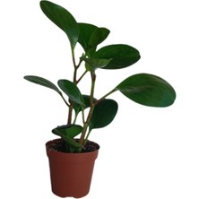 Bitki Fidanım - Peperomia Obtusifolia- Zümrüt Dalgası Çiçeği Yeşil