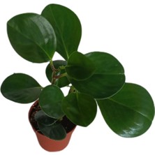 Bitki Fidanım - Peperomia Obtusifolia- Zümrüt Dalgası Çiçeği Yeşil