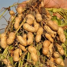 Havaza Haşlamalık Taze Yer Fıstığı 2,5 kg (Kabuklu,çiğ,yaş)