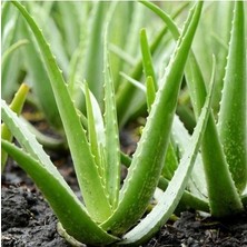 Köy Tohumları 10 Adet Tohum Nadir Bulunan Saksılık Aloevera Çiçeği Tohumu Aloe Vera Tohumu Saksı Toprak