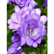 5 Adet Mor Frezya Çiçeği Soğanı Mis Kokulu Katmerli