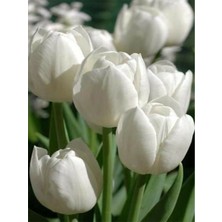 4 Adet Hollanda Lale Soğanı Beyaz