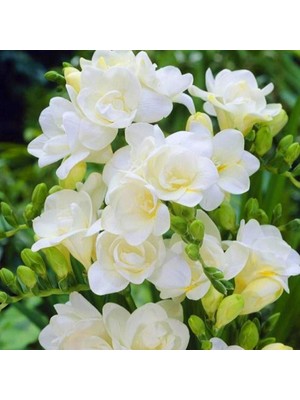 Nandina Botanik 6 Adet Mis Kokulu Frezya Soğanı-Gölgeli Beyaz Özellikleriyle Bahçenizi Süsler