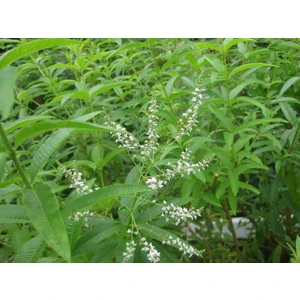 2 Adet Saksıda Kokulu Limon Otu Melisa Fidanı