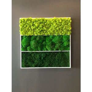 Archimoss Design Mumyalanmış 3 Farklı Yosun Tablo