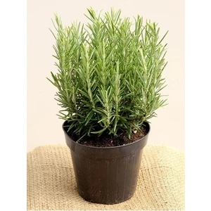 25 Adet Nadir Biberiye Tohumu Biberiye Tohumu Yeni Sezon Köy Tohumları