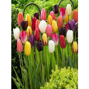 10 Adet Hollanda Lale Soğanı Karışık Renk