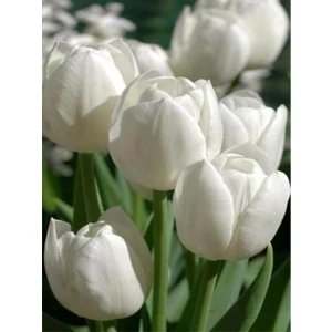 5 Adet Hollanda Lale Soğanı Beyaz