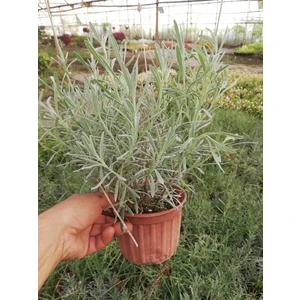 Sakslılı Lavanta Fidanı